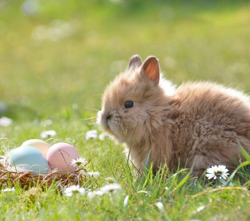 Chasse aux oeufs de Pâques