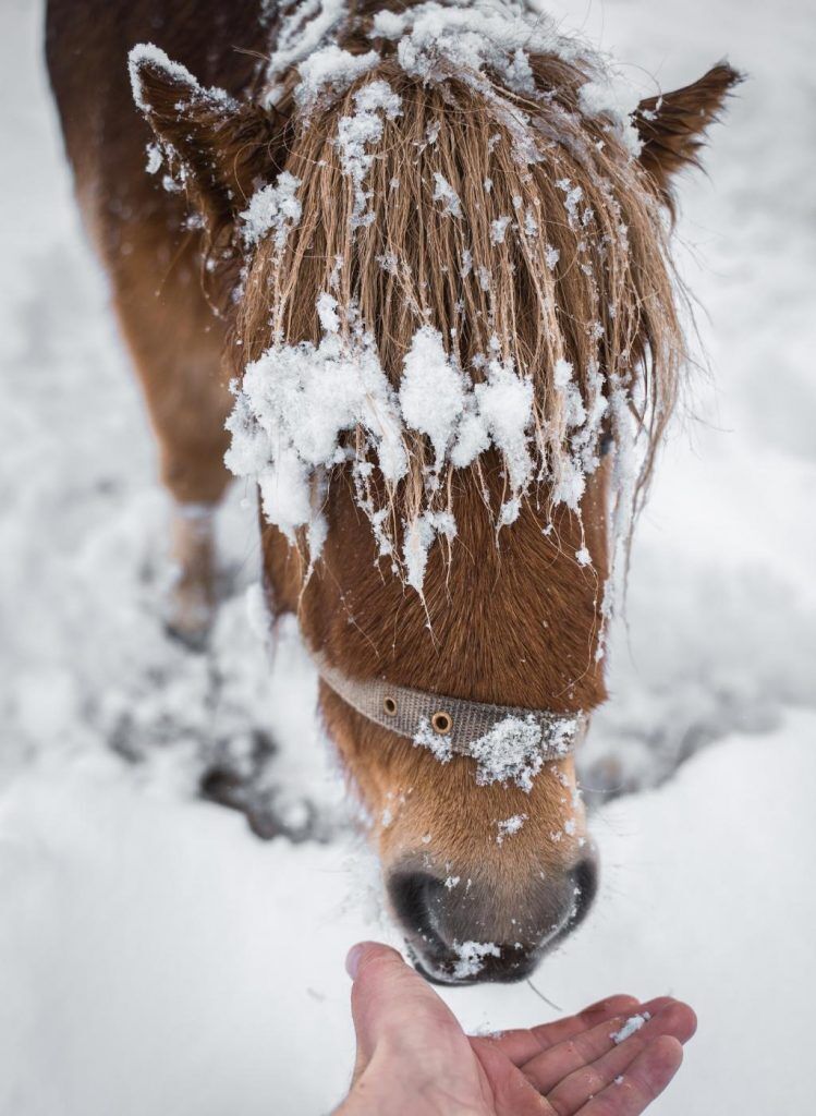 cheval neige
