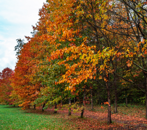 balade-automne