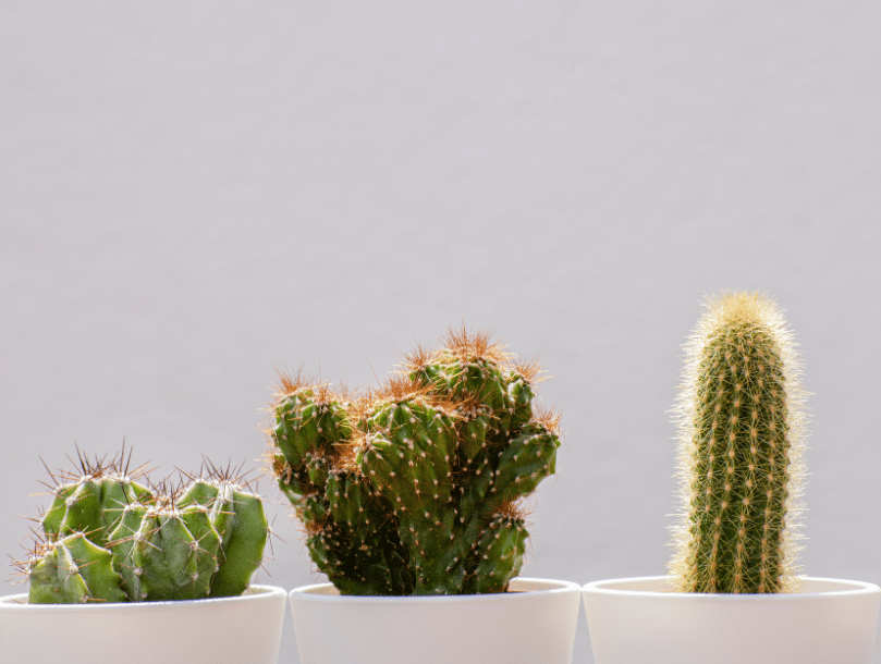 cactus-plante