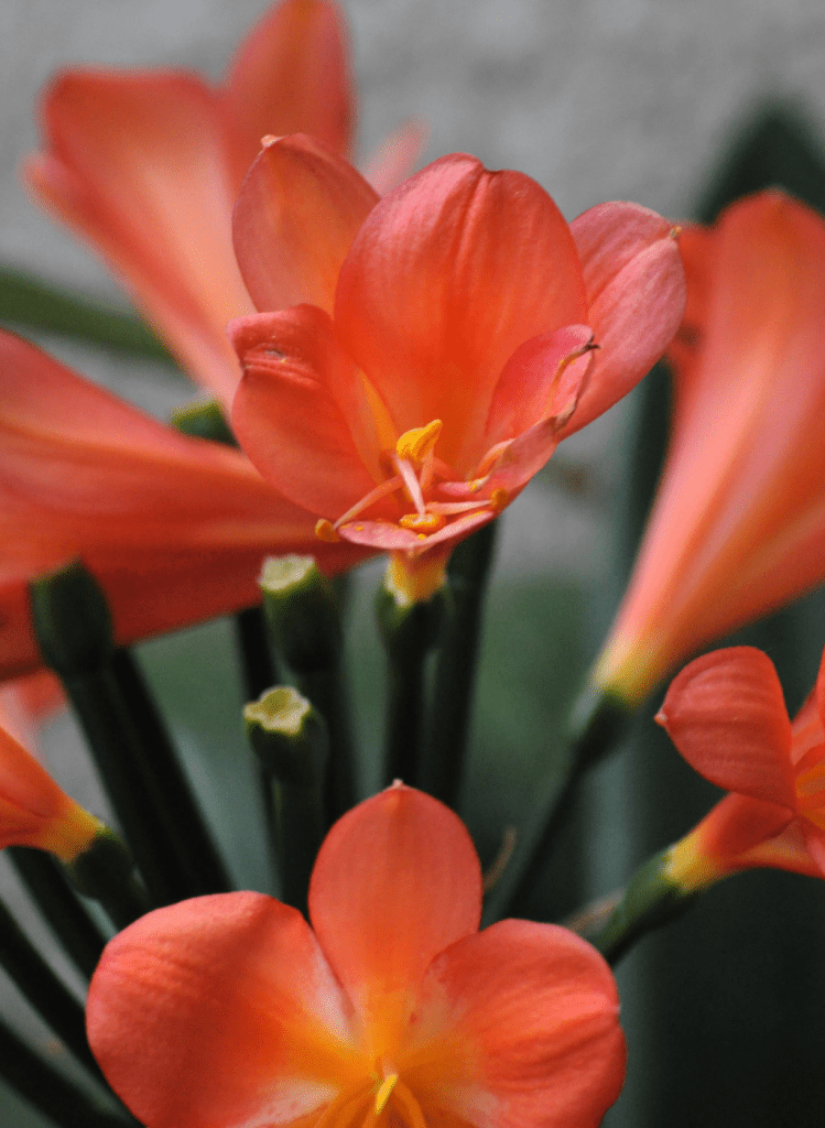 fleur-clivia