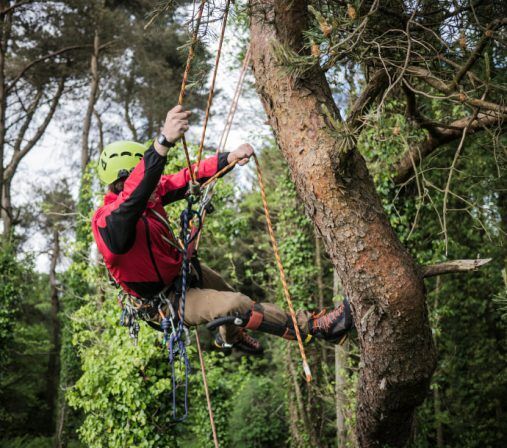 Grimper aux arbres