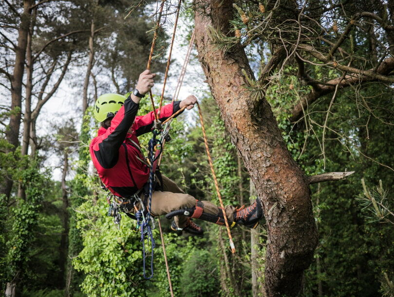 Grimper aux arbres