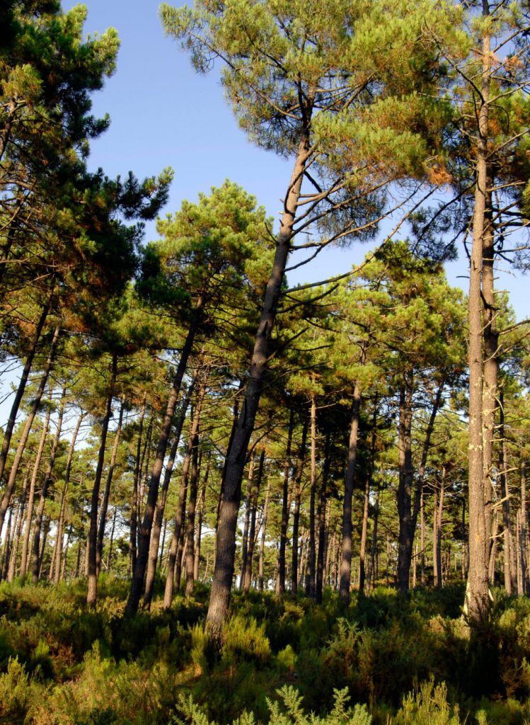 endroit grimpe d'arbre