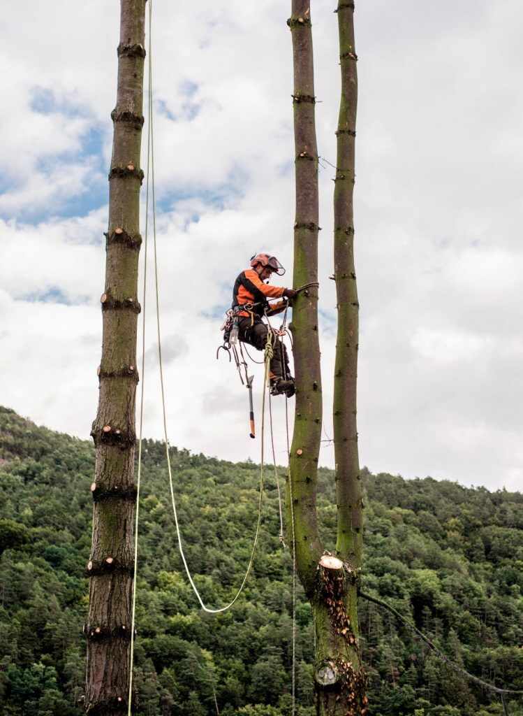 Tenue grimpe d'arbre