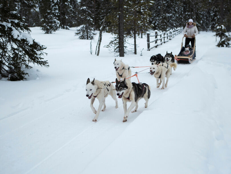 Une sortie en chiens de traîneau