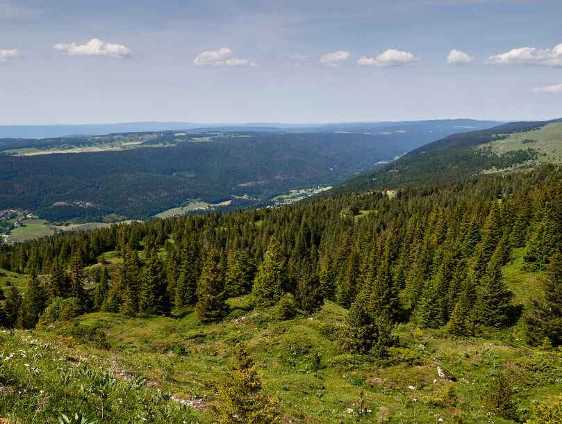 la forêt des moines, à Orry-la-Ville