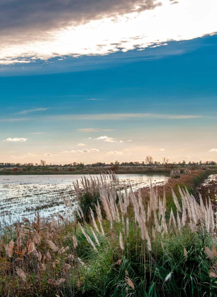 la camargue