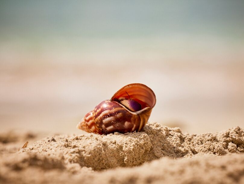 coquillage place