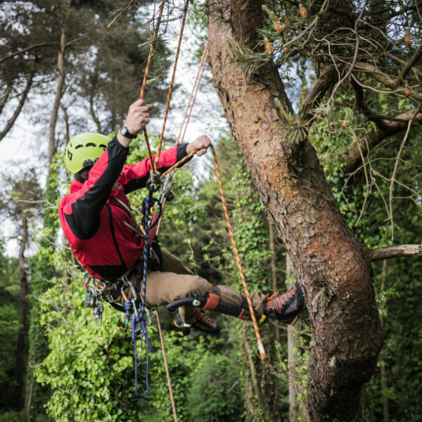 grimpe arbres