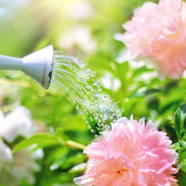 arroser ses plantes vacances