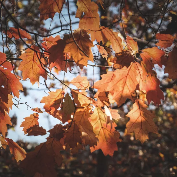 top forêts france en automne