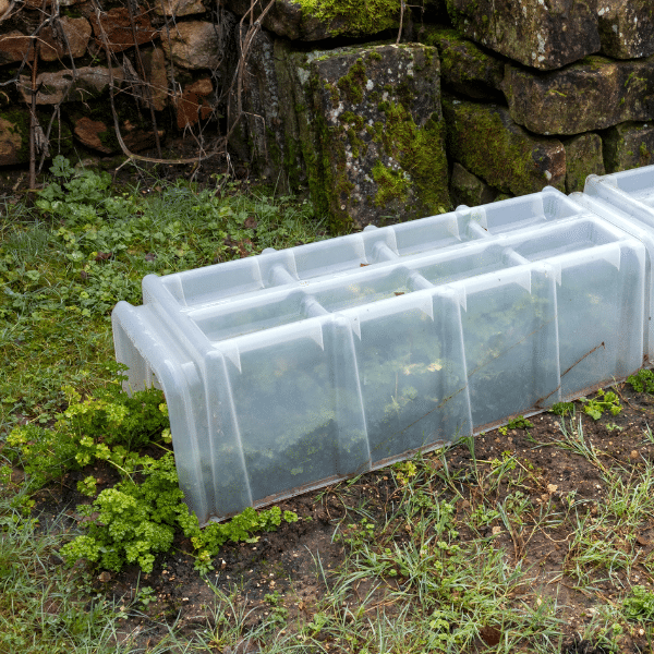 proteger potager hiver