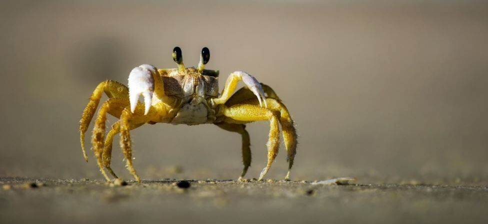 eine krabbe steht auf dem sand