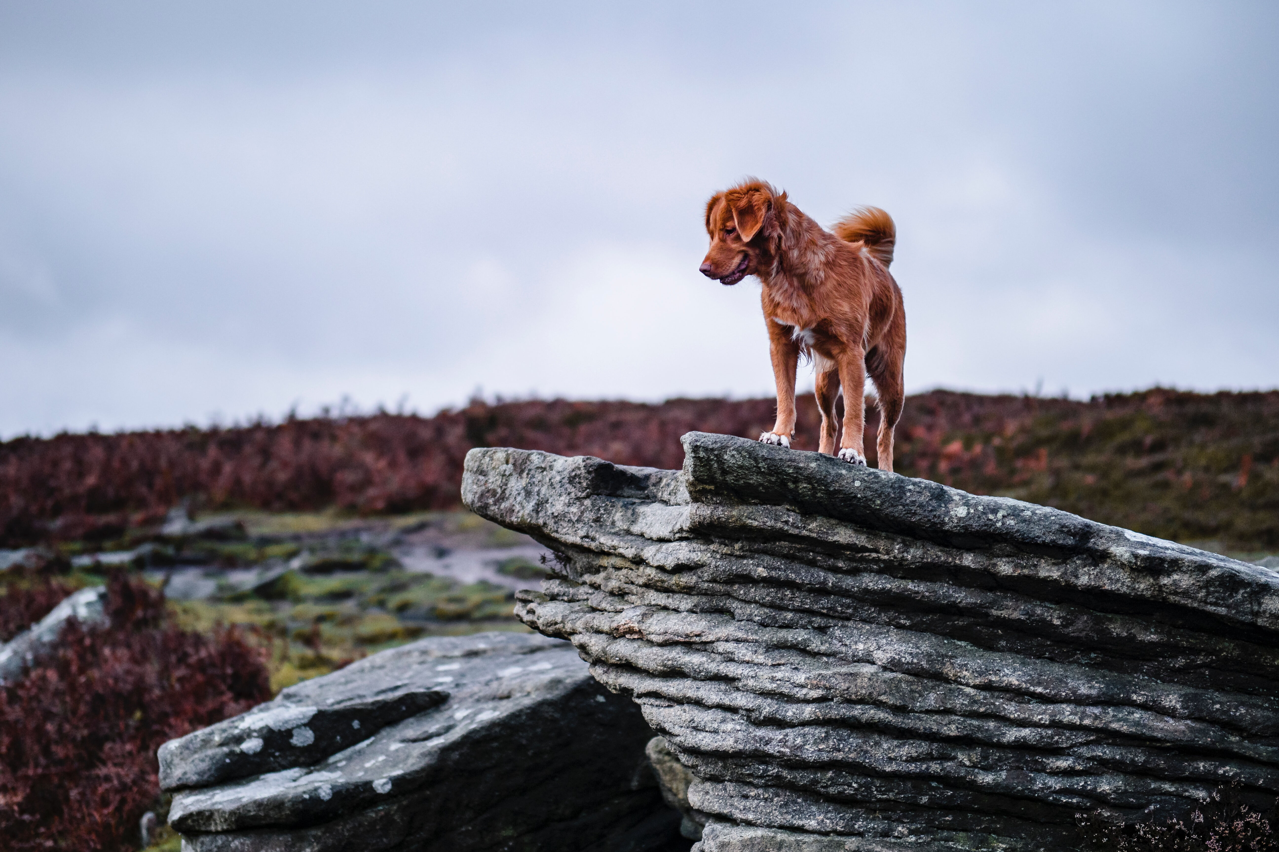 A Guide to the Best UK Dog Walks