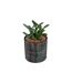 Plante Artificielle en Pot Déco Bota 14cm Noir-1