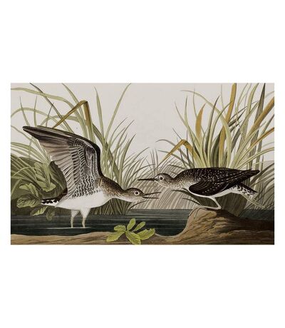 John James Audubon Solitary Sandpiper Print (Green/Black/White) (80cm x 60cm)