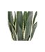 Plante Artificielle Agave Exotic Panama 55cm Vert-2