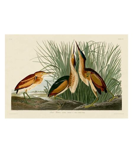 John James Audubon - Imprimé LEAST BITTERN (Blanc / Marron / Vert) (60 cm x 80 cm) - UTPM5444