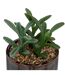 Plante Artificielle en Pot Déco Bota 14cm Noir-2