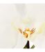 Fleur Artificielle en Pot Orchidée 115cm Blanc-2