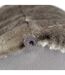 Peluche trophée mural Aquatique Requin Jack-5