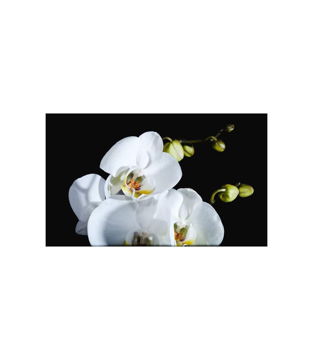 Papier Peint Phalaenopsis 270x450cm-2