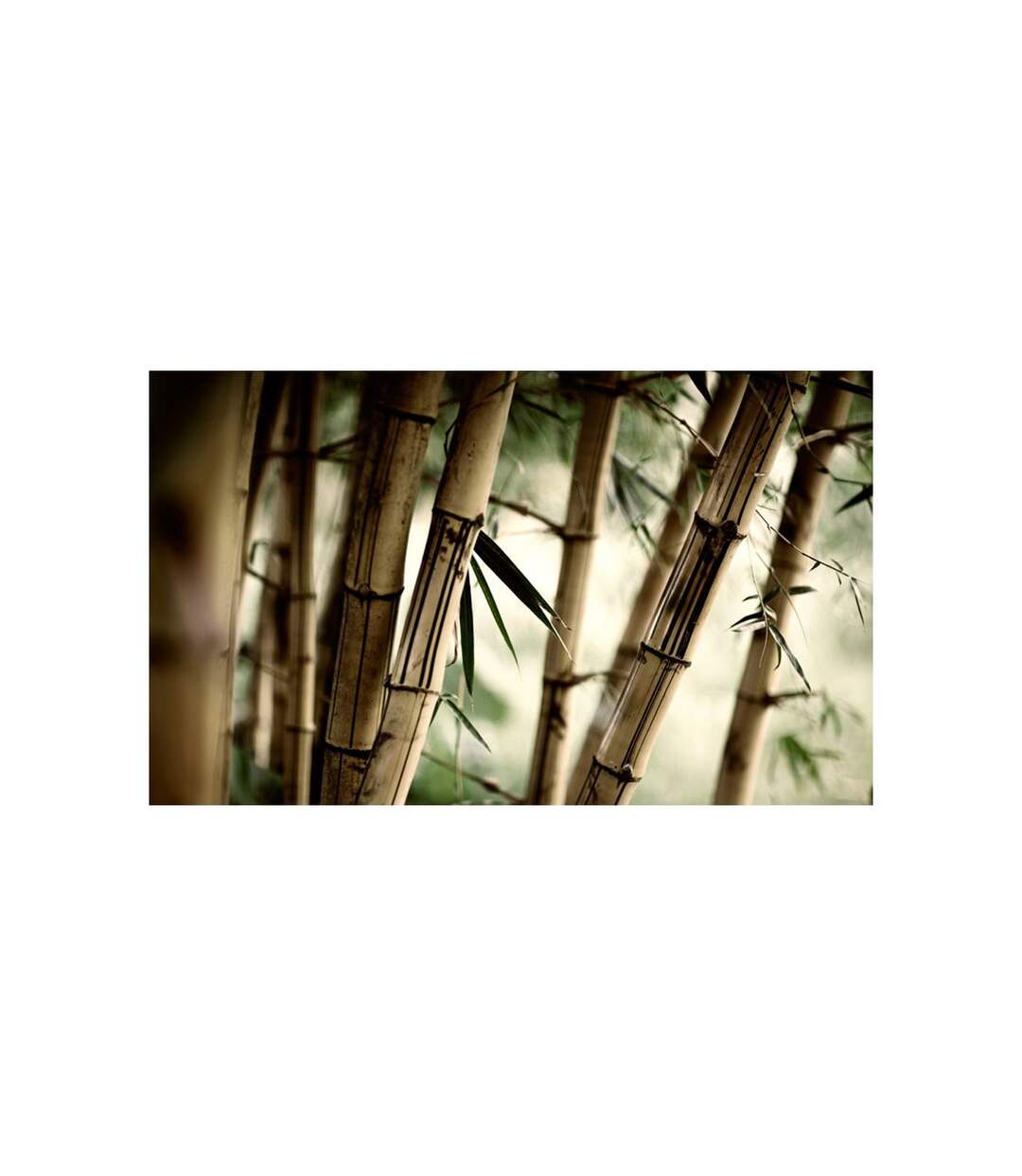 Papier Peint Fog & Bamboo Forest II 450x270cm-2