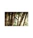 Papier Peint Fog & Bamboo Forest II 450x270cm-2