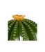 Boîte Cactus Déco en Céramique Yucatan 16cm Vert-3