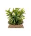 Plante Artificielle en Pot Jiling 20cm Beige