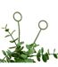 Guirlande d'Eucalyptus Artificiel Walker 170cm Vert-3
