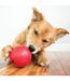 Biscuit ball dog treat dispenser s red KONG