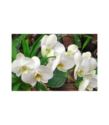 Terreau pour orchidées 1,2kg (Lot de 2)