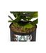 Plante Artificielle en Pot Cosy 20cm Noir & Vert