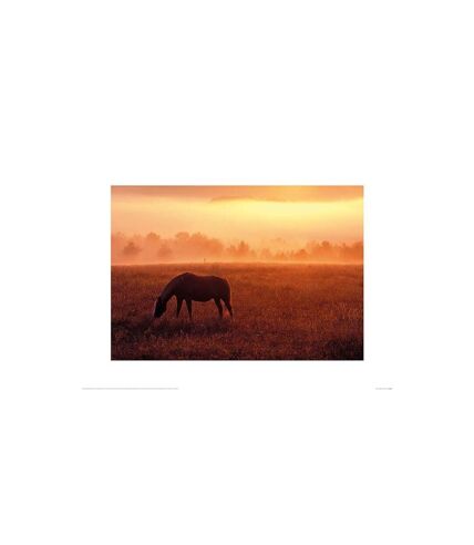 Dennis Frates Horse In Pasture Print (Orange) (40cm x 50cm)