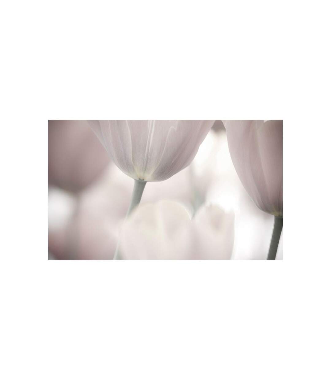 Papier Peint Tulips Fine Art Black & White II 270x450cm-2