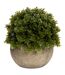 Miniature hebe veronica decoration one size green/brown Hill Interiors