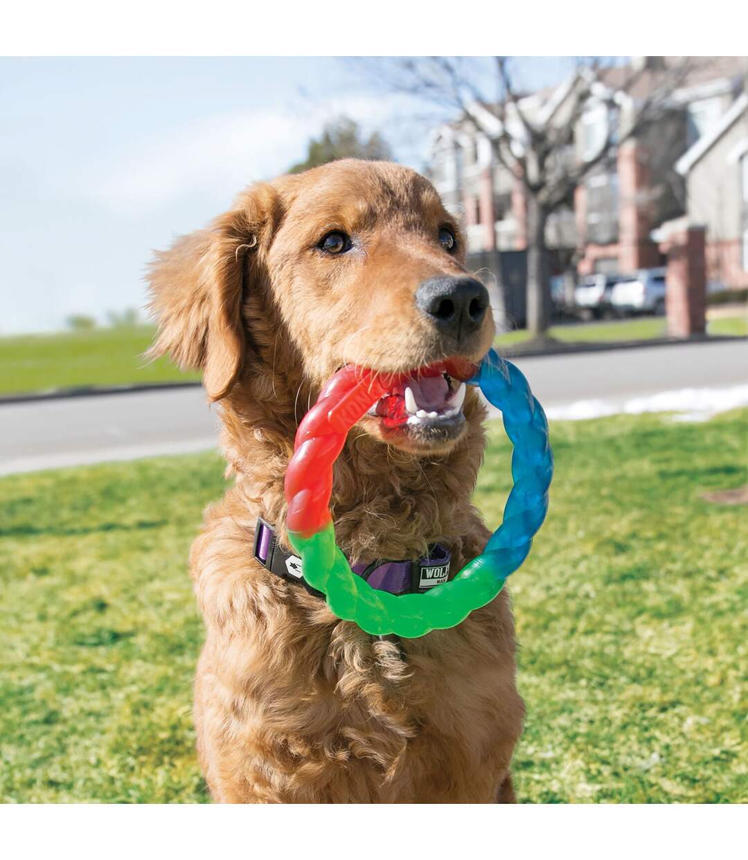 Twistz dog ring toy 7in red/green/blue KONG-2