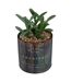 Plante Artificielle en Pot Déco Bota 14cm Noir-1