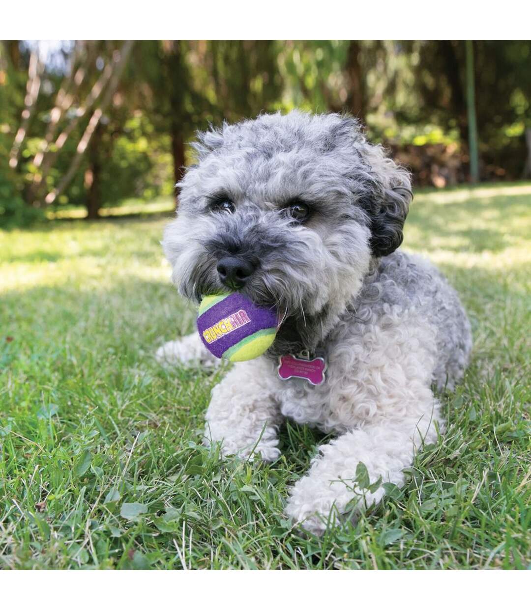 Pack of 3  Crunchair dog ball  m yellow/purple KONG-2