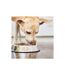 Gamelle Antidérapante Chien & Chat Inox 25cm Argent-2