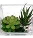 Composition Plante Artificielle 15cm Transparent-2