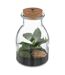 Terrarium en Verre Bota 19cm Transparent-1