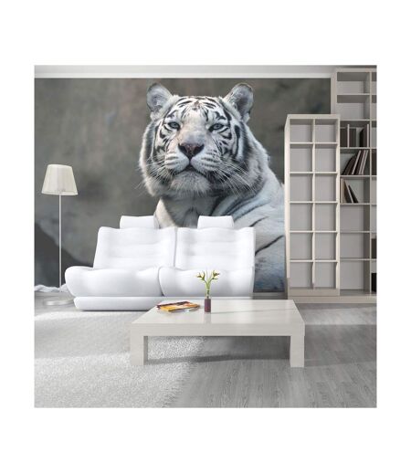 Papier Peint Tigre du Bengale au Zoo II 450x270cm