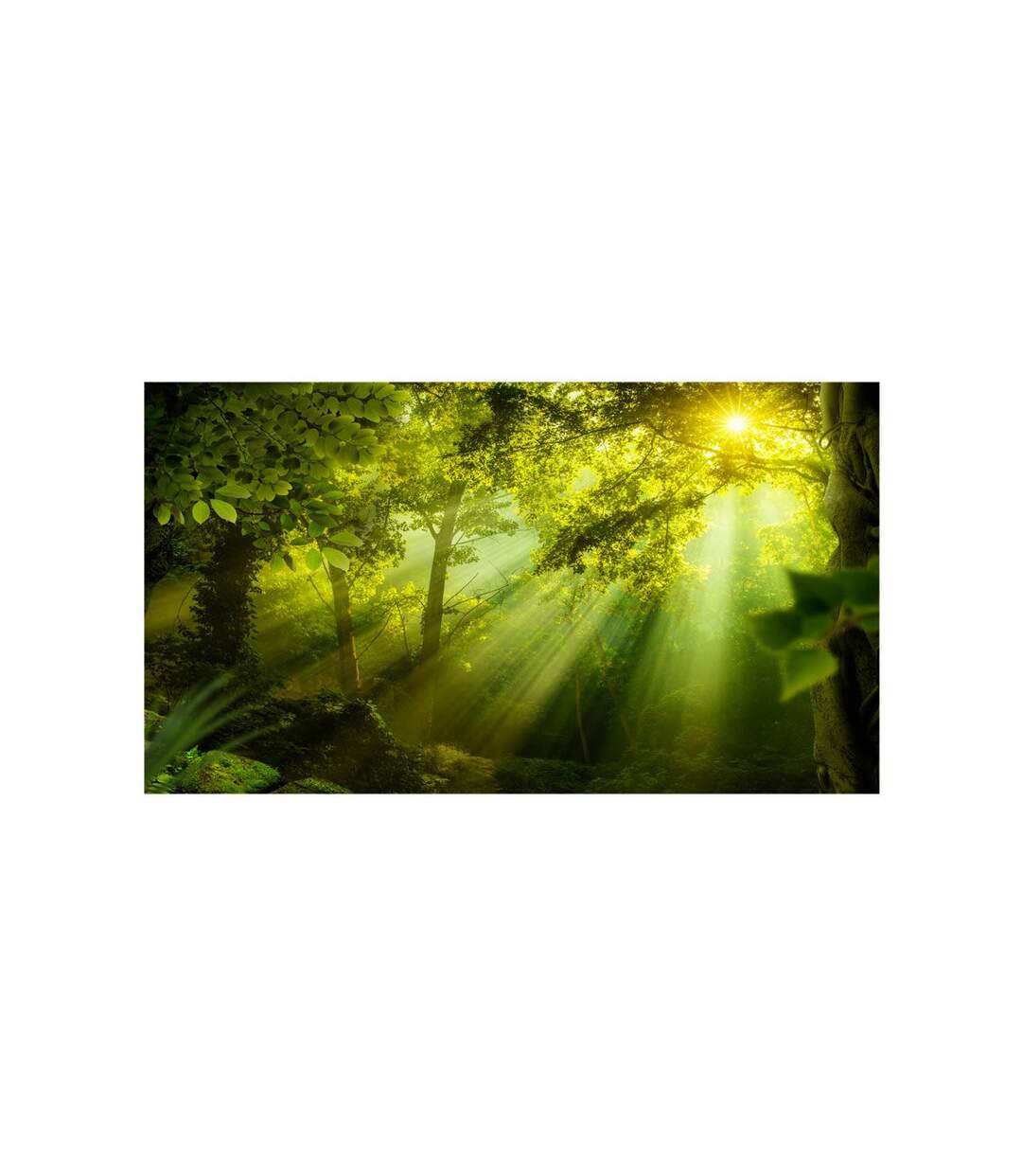 Papier Peint XXL In a Secret Forest II 280x500cm-2