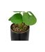 Plante Artificielle en Pot Reac 16cm Noir & Vert