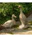 Statue Canard d'Extérieur Antik 55cm Vert Foncé-4