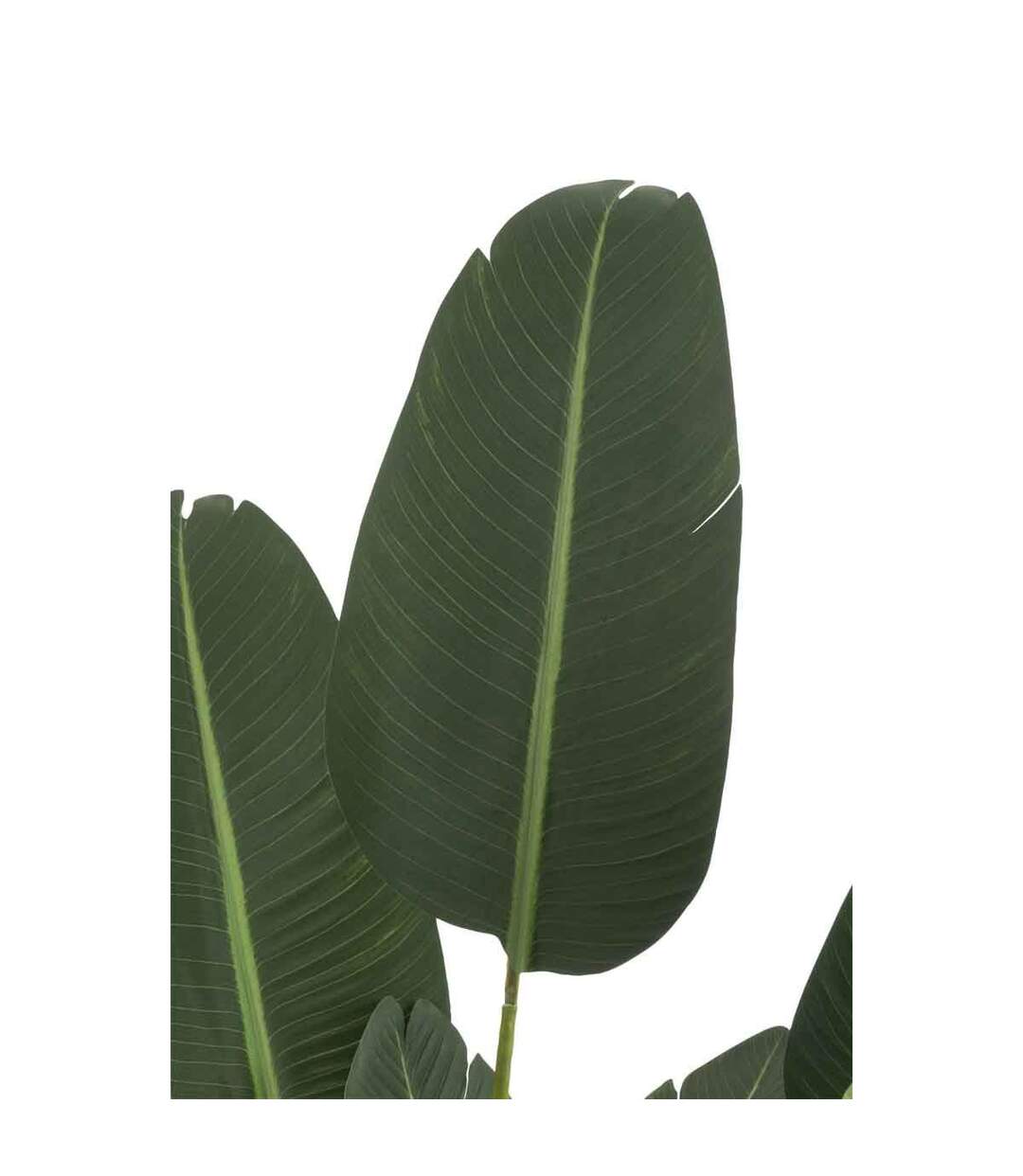 Plante Artificielle en Pot Strelitzia 189cm Vert-2