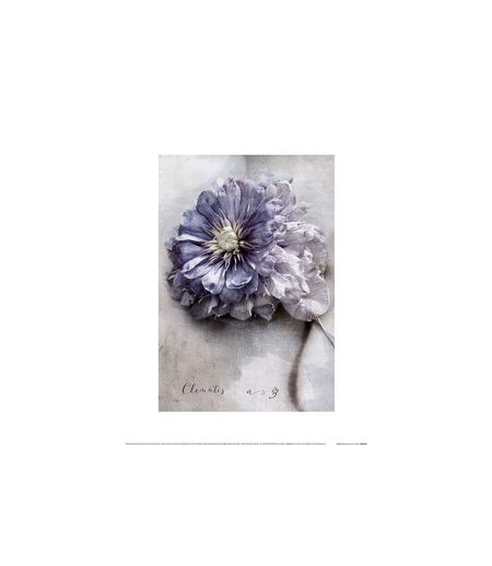 Heather Johnston - Poster CLEMATIS (Violet / Blanc) (40 cm x 50 cm) - UTPM4612
